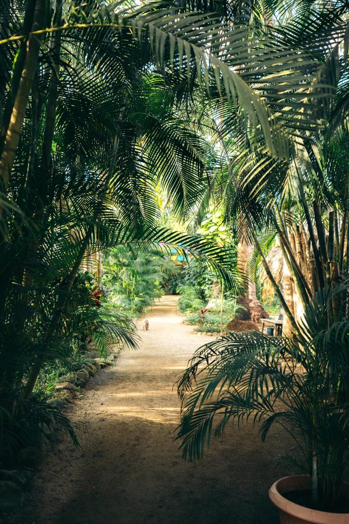 Junto Al Rio Bungalows & Suites Sayulita Dış mekan fotoğraf
