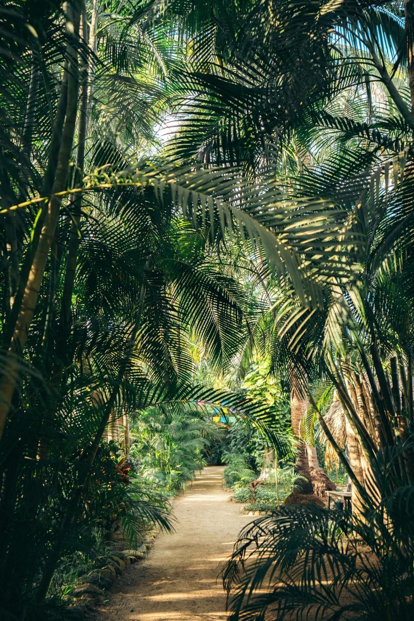 Junto Al Rio Bungalows & Suites Sayulita Dış mekan fotoğraf
